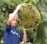 A child holding a large head from a sunflower: The sunflower's head is much larger than his own! - Renee's Garden