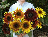 A person holding the various colors of Royal Flush sunflowers - Renee's Garden