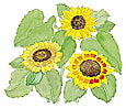 Watercolor image of 3 sunflowers - Renee's Garden