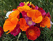 A bouquet of Tropical Sunset poppies - Renee's Garden