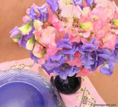 A bouquet of pink and lavender sweet peas in a blue vase next to lavender glassware - Renee's Garden
