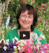 Video thumbnail for Growing Fabulous Fragrant Sweet Peas