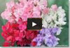 Video thumbnail for How To Start And Grow Sweet Peas
