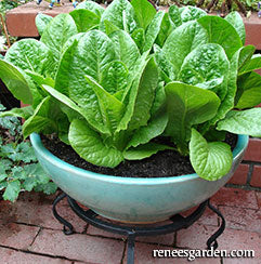 Romaine lettuce in a container