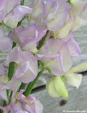A close up of April in Paris sweet pea flowers - Renee's Garden