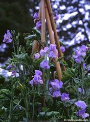 Purple sweet peas growing up a a bamboo teepee trellis that has been outfitted with twine or netting to promote the sweet peas' growth up it - Renee's Garden