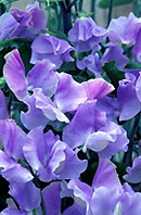A close-up of Blue Celeste sweet pea flowers - Renee's Garden