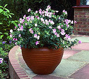 Container sweet peas growing in a textured terra cotta pot - Renee's Garden