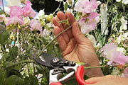 A person cutting sweet pea blooms off at the base of the stem - Renee's Garden