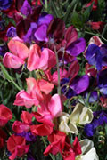 Sweet peas in deep purples and magentas - Renee's Garden