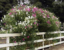 A large, vining Garden Orchids bush growing over a white pasture fence - Renee's Garden