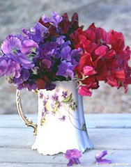 Pink, maroon, and purple sweet pea bouquet in a china pitcher on  a table outdoors - Renee's Garden