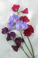 Velvet Elegance sweet pea cuttings, showcasing the three bold colors in purple, lavender, & pink - Renee's Garden