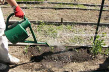 A person watering a bed of fresh sweet pea transplants using a watering can with a sprinkler head - Renee's Garden