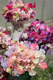 Several bouquets of sweet peas in different vases, showcasing a variety of colors - Renee's Garden
