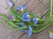 Delicate Electric Blue sweet pea blossoms - Renee's Garden