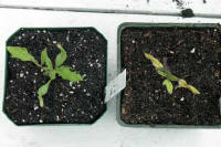 Side by side of two seedlings, one is healthy and the other is withering due to cold stress. 