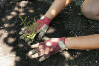 Both hands patting the soil around a freshly planted seedling - Renee's Garden