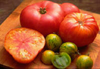 A medley of various colors and sizes of Rainbow End tomatoes.