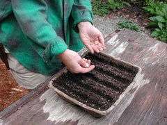 Person planting seeds in a seed starting tray - Renee's Garden