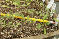 Day 30 - The first set of "true" tomato leaves begin to appear.