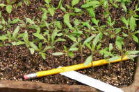 True leaves have appeared on the seedlings in the tray.