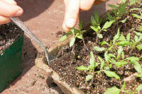 Hand "pricking out" or lifting seedlings up by the entire soil ball from below.