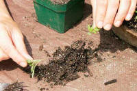 Hands gently pulling apart any seedling roots that have grown together.