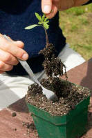 Hands inserting seedling into green container for transplanting.