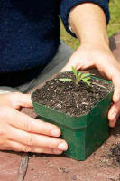 Seedling fully transplanted in new container. 