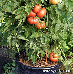 Container tomato harvest
