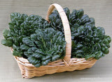 A harvest basket filled with tatsoi - Renee's Garden