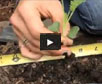 Video thumbnail for How And Why To Thin Your Seedlings