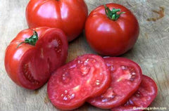Big Beefsteak red tomatoes sliced. 