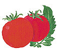 Watercolor image of Crimson Carmello tomatoes - Renee's Garden