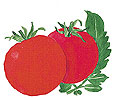 Watercolor image of two ripe red tomatoes - Renee's Garden