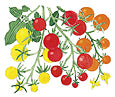 Clip art drawing of yellow and red cherry tomatoes.