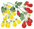 Colored illustration of red and yellow cherry tomatoes on the vine.