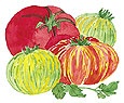 Vector art of Red yellow and striped large tomatoes. 