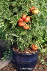 A lush container tomato variety in a blue pot - Renee's Garden