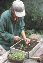 A person "pricking out," which is transplanting seedlings with several sets of true leaves into a new container - Renee's Garden