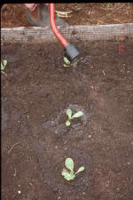 A hose attachment is being used to thoroughly water freshly planted seedlings. - Renee's Garden