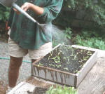 Person watering their newly transplanted seedlings with a sprinkler-headed watering can - Renee's Garden