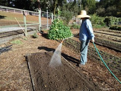 Woman with hat hosing down the soil. 