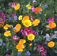 Pollinator flowers in colorful colors blooming.