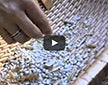 Video thumbnail for Harvesting, Winnowing And Storing Dried Beans