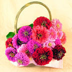 Zinnias arranged in a harvest basket - Renee's Garden