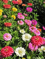 Hot Crayon Colors zinnia growing in the garden - Renee's Garden