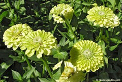 Green envy zinnias - Renee's Garden