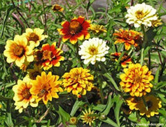 Persian Carpet zinnias growing in the garden - Renee's Garden